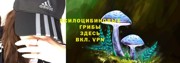 прущие грибы Абинск
